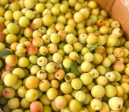 Quả mơ – Khơi dậy vị giác, hỗ trợ tiêu hóa, tăng đề kháng Quả mơ – Khơi dậy vị giác, hỗ trợ tiêu hóa, tăng đề kháng
