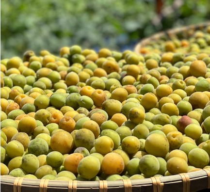 Mơ là loại quả quen thuộc Mơ là loại quả quen thuộc