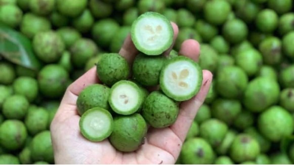 Quả sấu Quả sấu