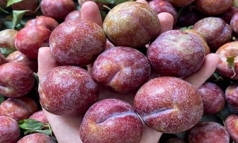 Mận là loại trái cây phổ biến vào mùa hè Mận là loại trái cây phổ biến vào mùa hè