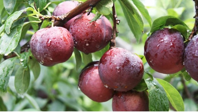 Điểm đặc biệt của Mứt mận tươi Trường Hảo