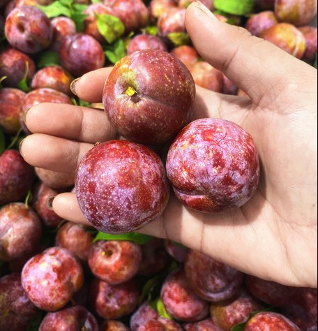 Cách làm siro mận hậu tại nhà đơn giản, thơm ngon