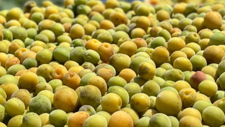 Ô mai mơ, một món ăn không còn xa lạ