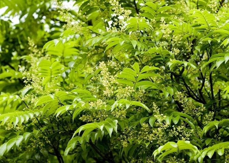 Hương vị ấn tượng của ô mai sấu bao tử Hà Nội Hương vị ấn tượng của ô mai sấu bao tử Hà Nội