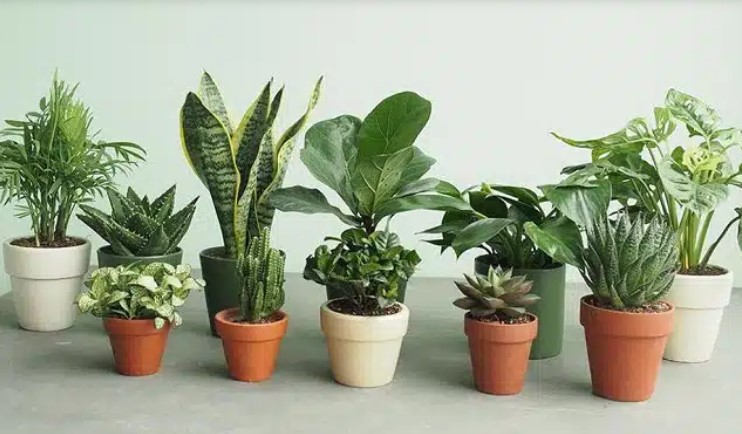 Cây cảnh