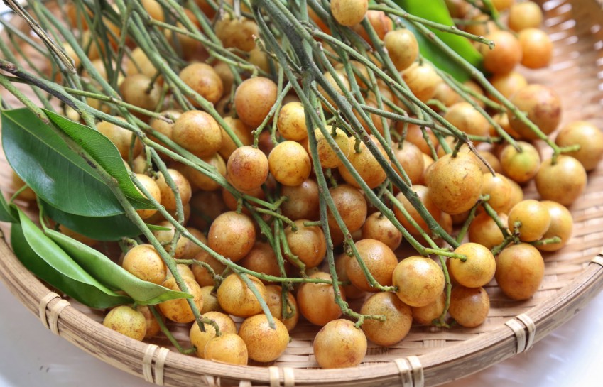 Hương vị quất hồng bì