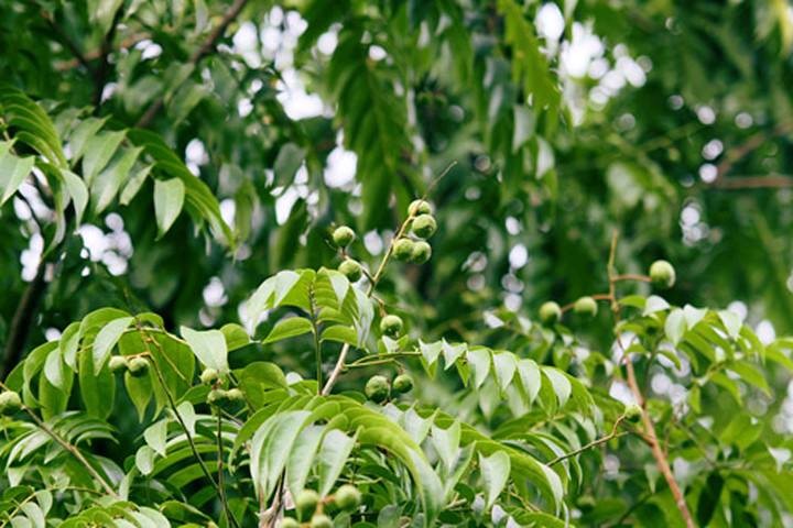 Tinh hoa từ quả sấu bao tử Tinh hoa từ quả sấu bao tử