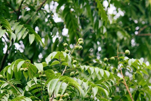 Vì sao nên chọn ô mai sấu bao tử Trường Hảo làm quà? Vì sao nên chọn ô mai sấu bao tử Trường Hảo làm quà?