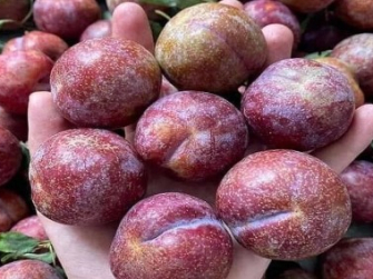 LỢI ÍCH SỨC KHỎE TỪ QUẢ MẬN